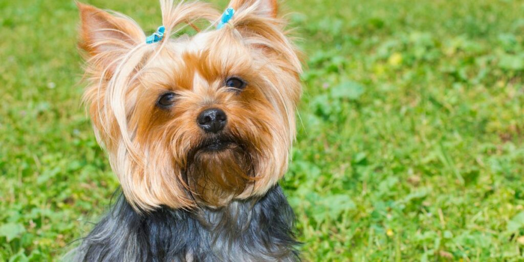 Yorkshire Terrier