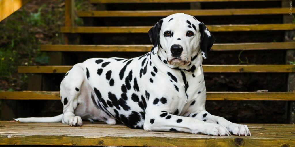 Dalmatien