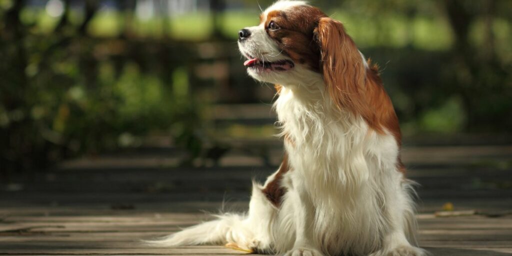 Cavalier King Charles Spaniel