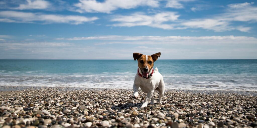 Jack Russell Terrier