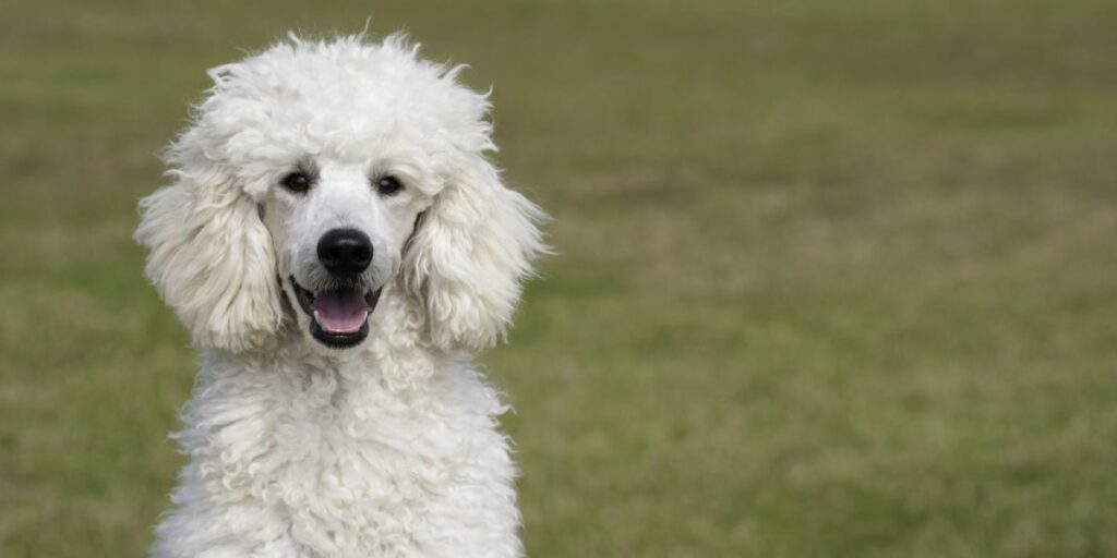 Poodle (caniche)