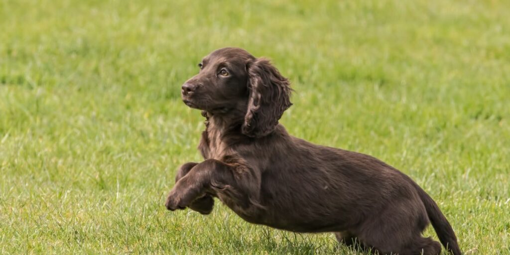 Cocker Spaniel