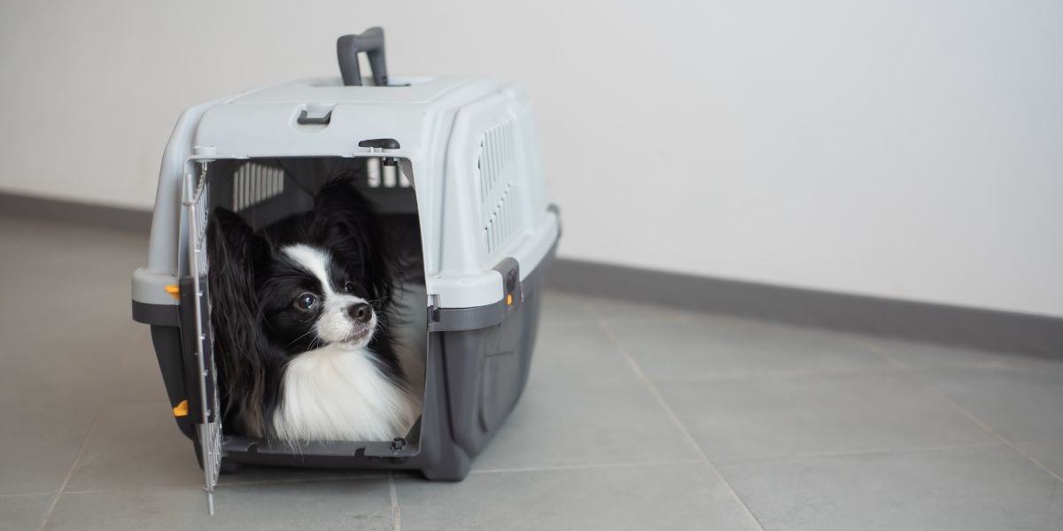 Comment choisir une cage pour chien ?