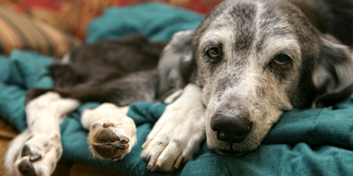 10 signes qui doivent vous alerter chez votre chien